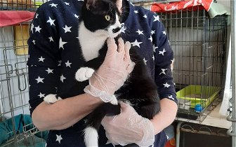 Found: Found. Young black and white cat