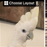 Lost baby cockatoo