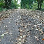 health and safety - dangers of walking on our footpaths