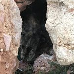 I am looking for a help for a stray cat in Salou.