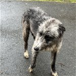 Found: Grey Lurcher Dog with pink collar Found near water tower Garforth
