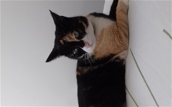 Lost: Female cat lost 12th December age 16 answers to lilly from Wong lane area predominantly black with a little white &ginger right leg