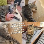 Missing cat - San Javier