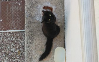 Found Black Cat