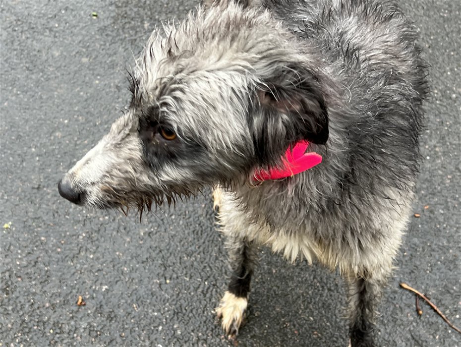 Found: Grey Lurcher Dog with pink collar Found near water tower Garforth
