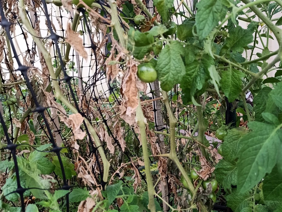 What's wrong with my tomatoes?