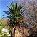 Wanted good home for large palm tree Horndon on the Hill