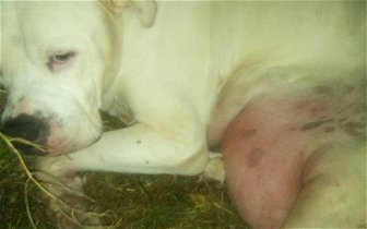 Found: Dying Dog left in the street in Rotherham