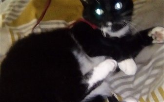 Lost: Black and white cat.