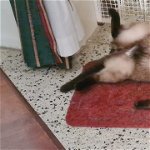 Lost: LOST Siamese Male Cat in Mgarr on the 04/08/22
