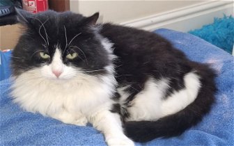 Found: Long haired black and white cat