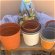 Wanted used plastic plant pots