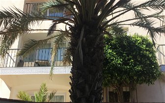 Can anyone recommend: I am looking for someone to prun a palm tree.