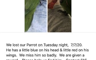 Lost parrot