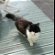 Lost: Found cat, black white,