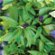 Growing the Herb Basil in Spain